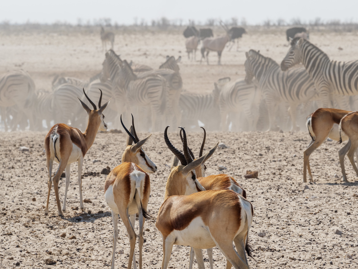 Springbok, plains zebra, oryx, ostrich, Etosha National Park, Namibia