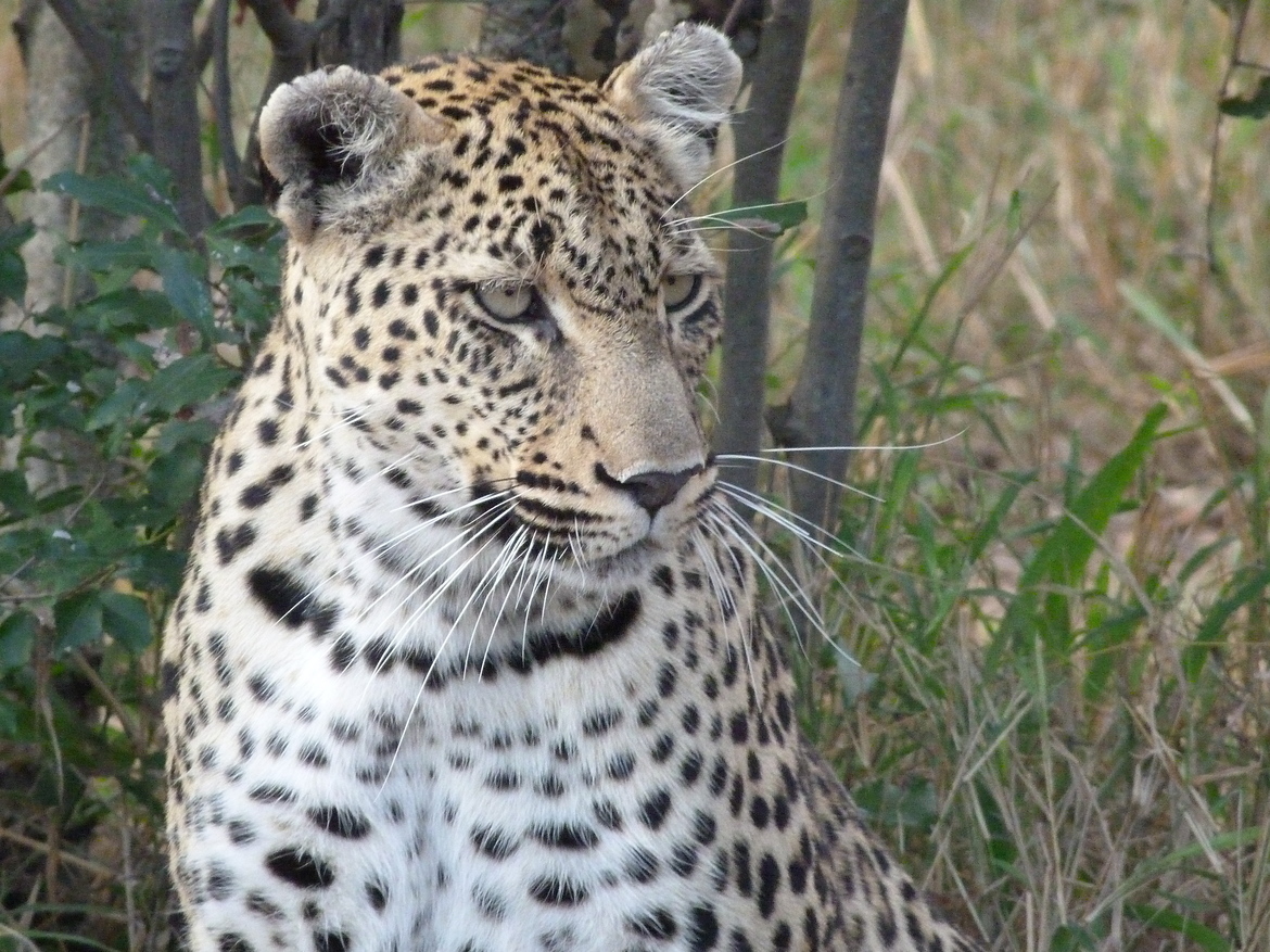 Leopard, Greater Kruger National Park, South Africa