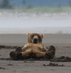 Grid 20160706 143338 bear 2591