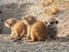 Grid c. coville  meerkats
