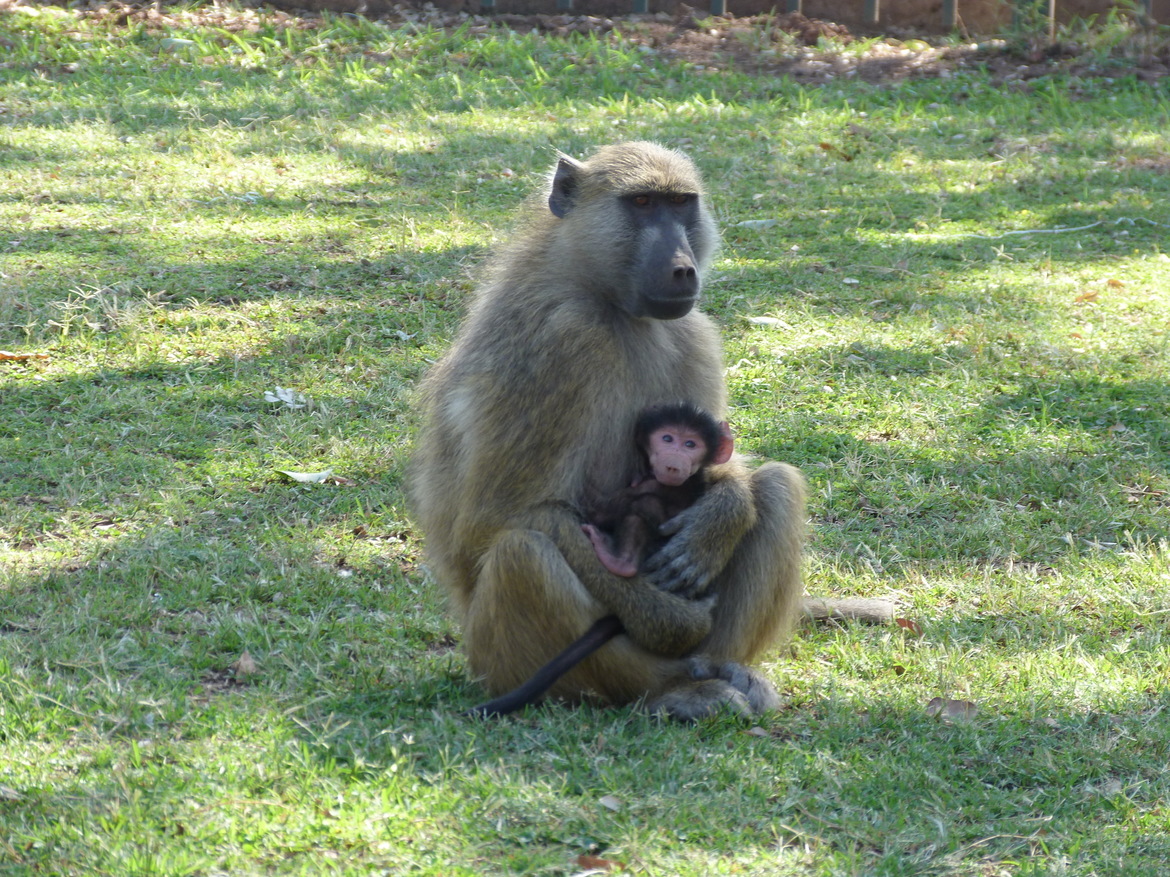 Baboon, Near Victoria Falls, Zambia