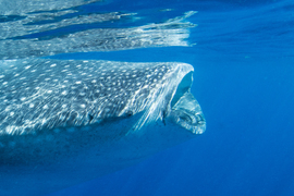 Grid whale shark 1342