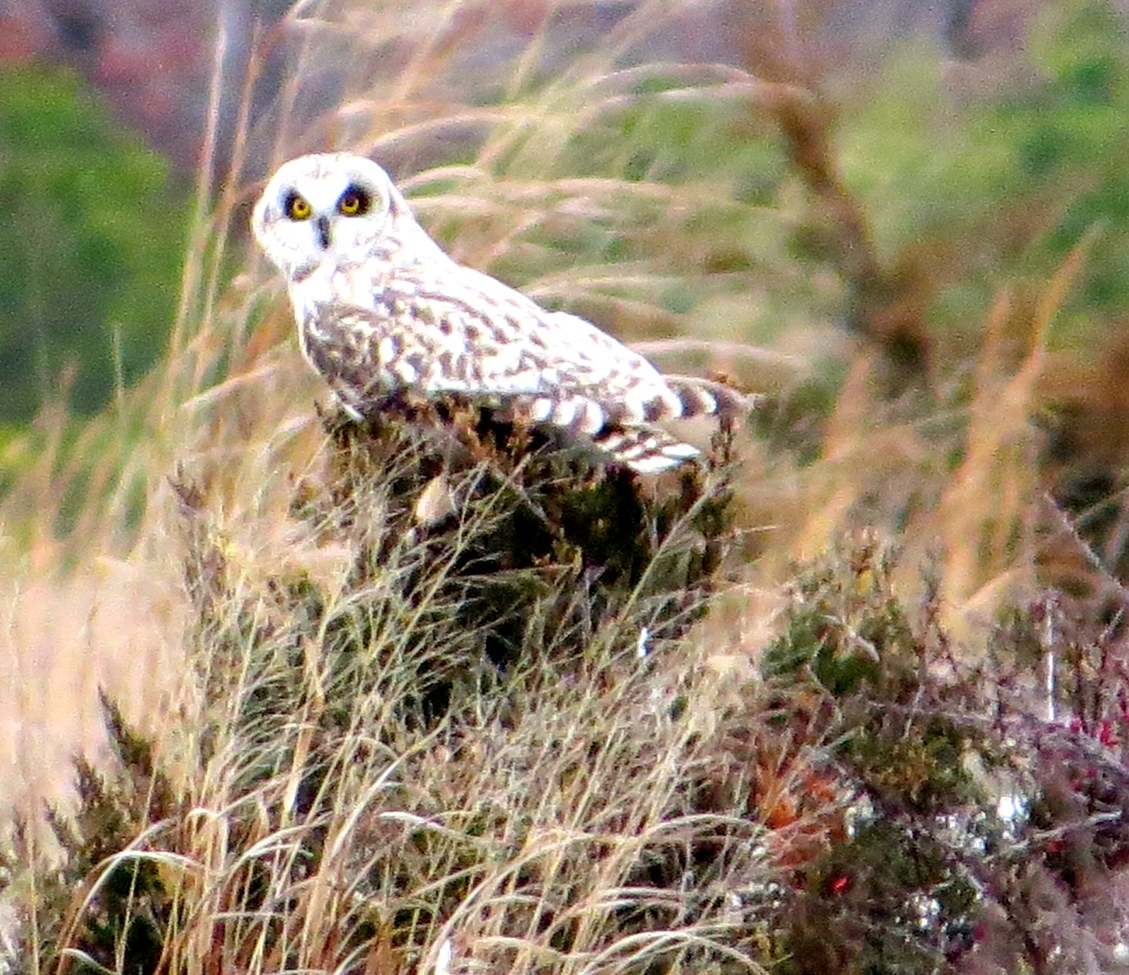 Short -Eared Owl, Long Island, NY, United States of America