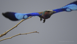 Grid c. coville  take off  lilac breasted roller