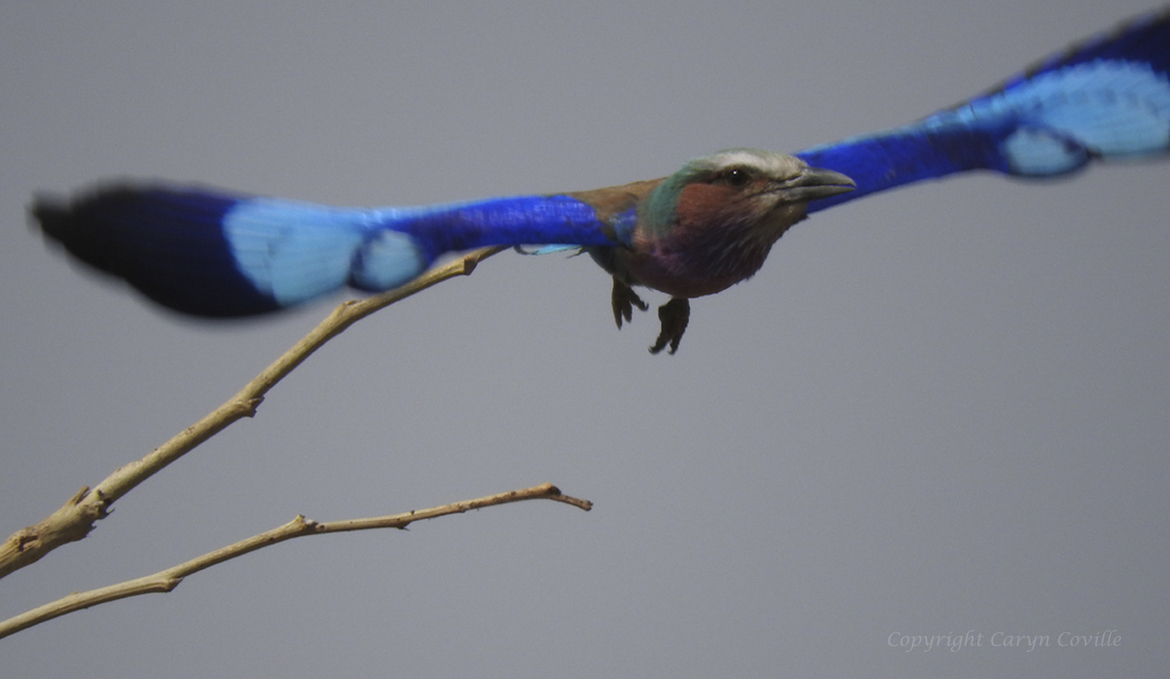 Coracias caudatus/Lilac-Breasted Roller, Okavango Delta, Botswana