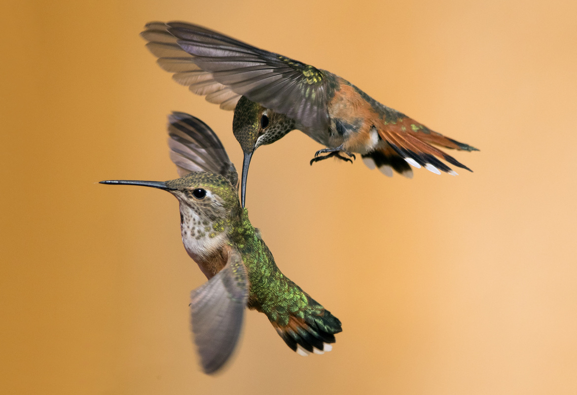Rufous Hummingbird, Grand Staircase Escalante, United States of America