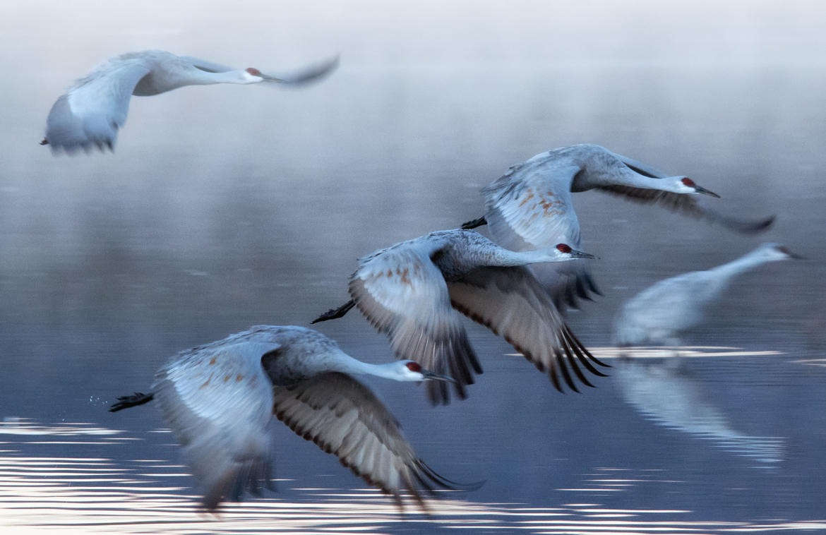 Sandhill cranes, Bosque del Apache National Wildlife Refuge, New Mexico, United States of America