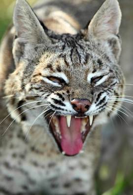 Grid bobcat5