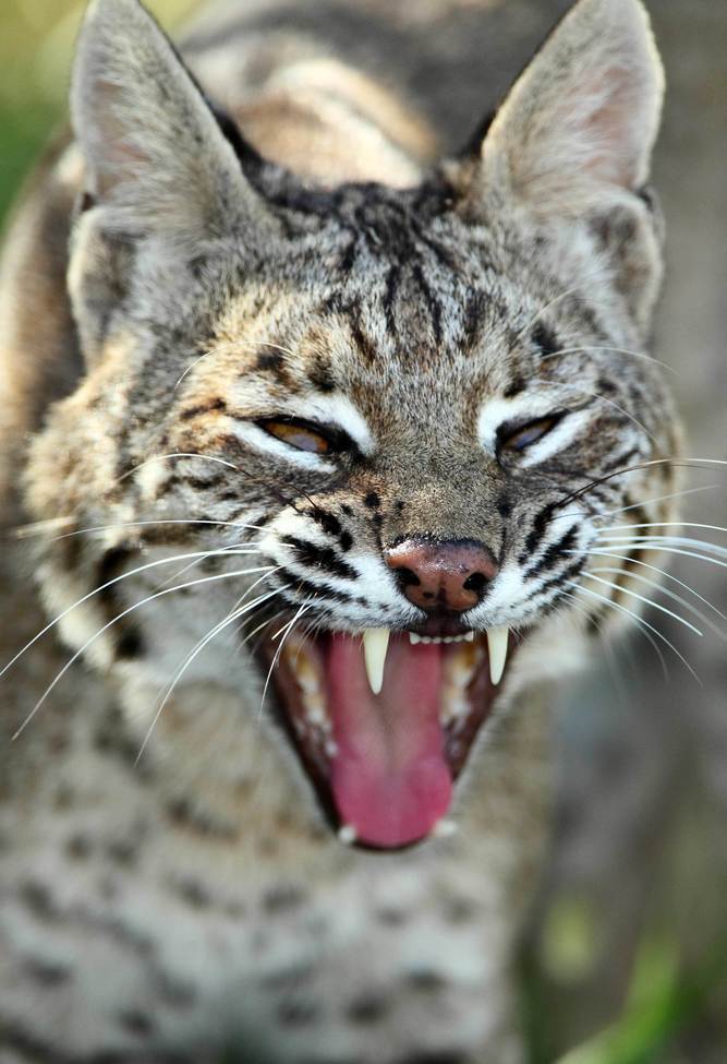 Bobcat, Quintana Netotropical Bird Sanctuary Tx, United States of America