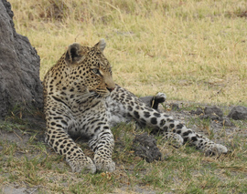 Grid c. coville  leopard