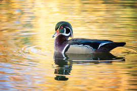Grid duck beauty  2016 10 14 2394