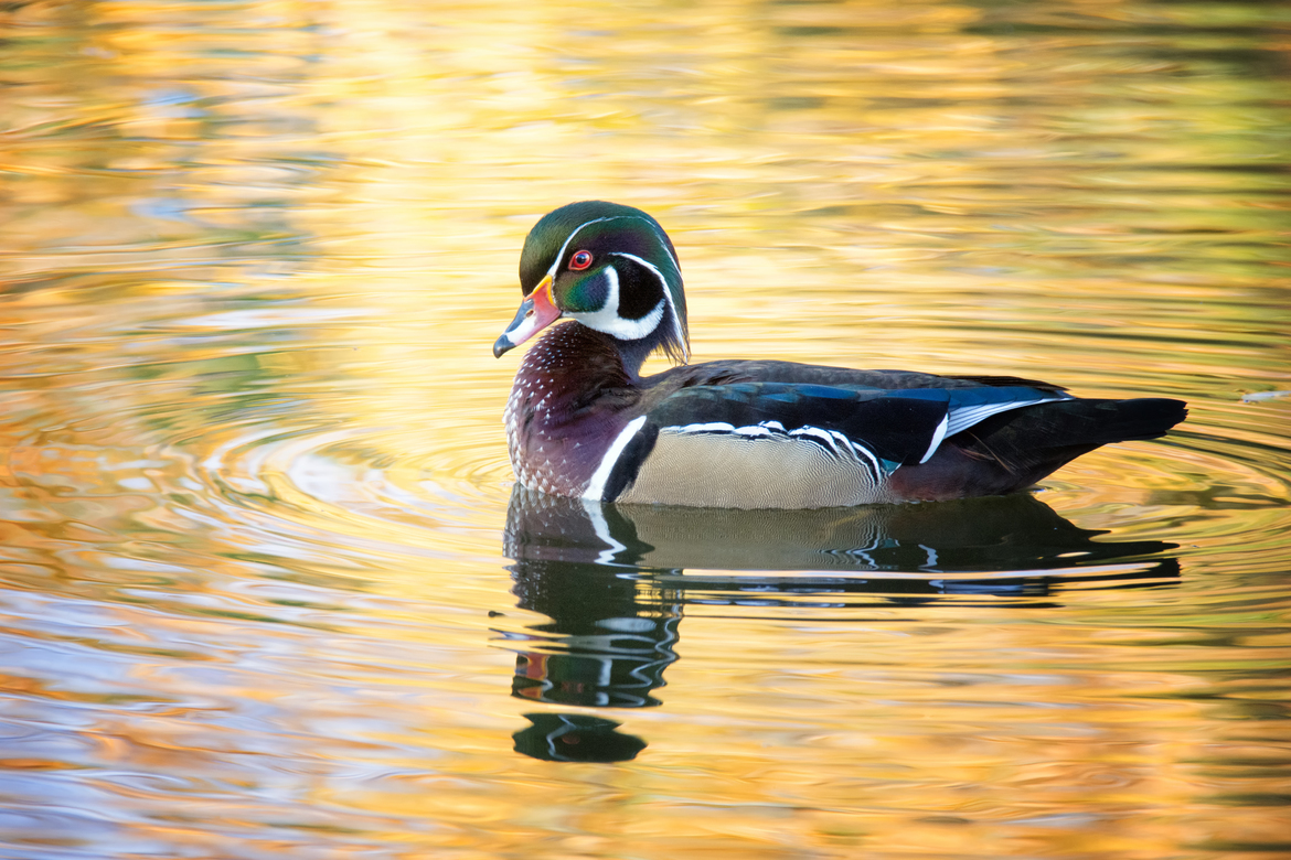 Wood Duck, Sterne Park, Littleton, Colorado, United States of America