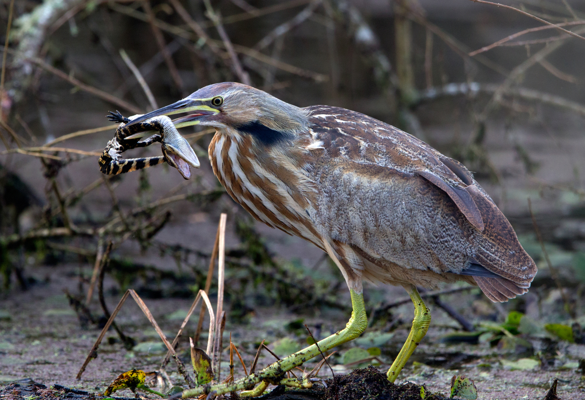 American Bittern with Amercian Alligator, Brazos Bend State Park Tx, United States of America