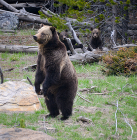 Grid grizzly bear
