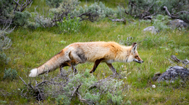 Grid red fox