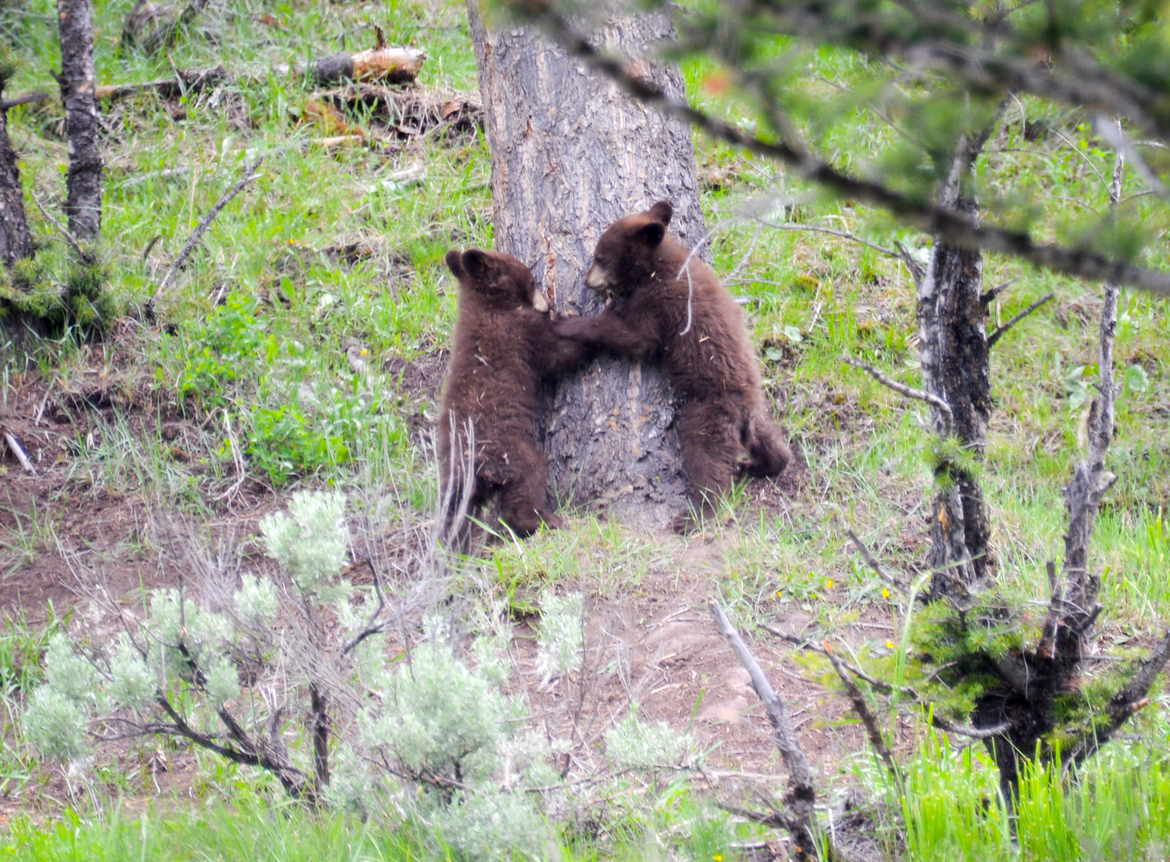 Black Bear, Yellowstone National Park, United States of America