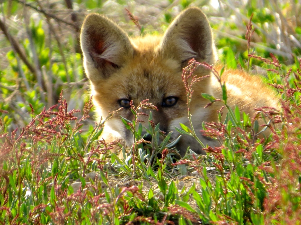 Fox , Long Island, NY, United States of America