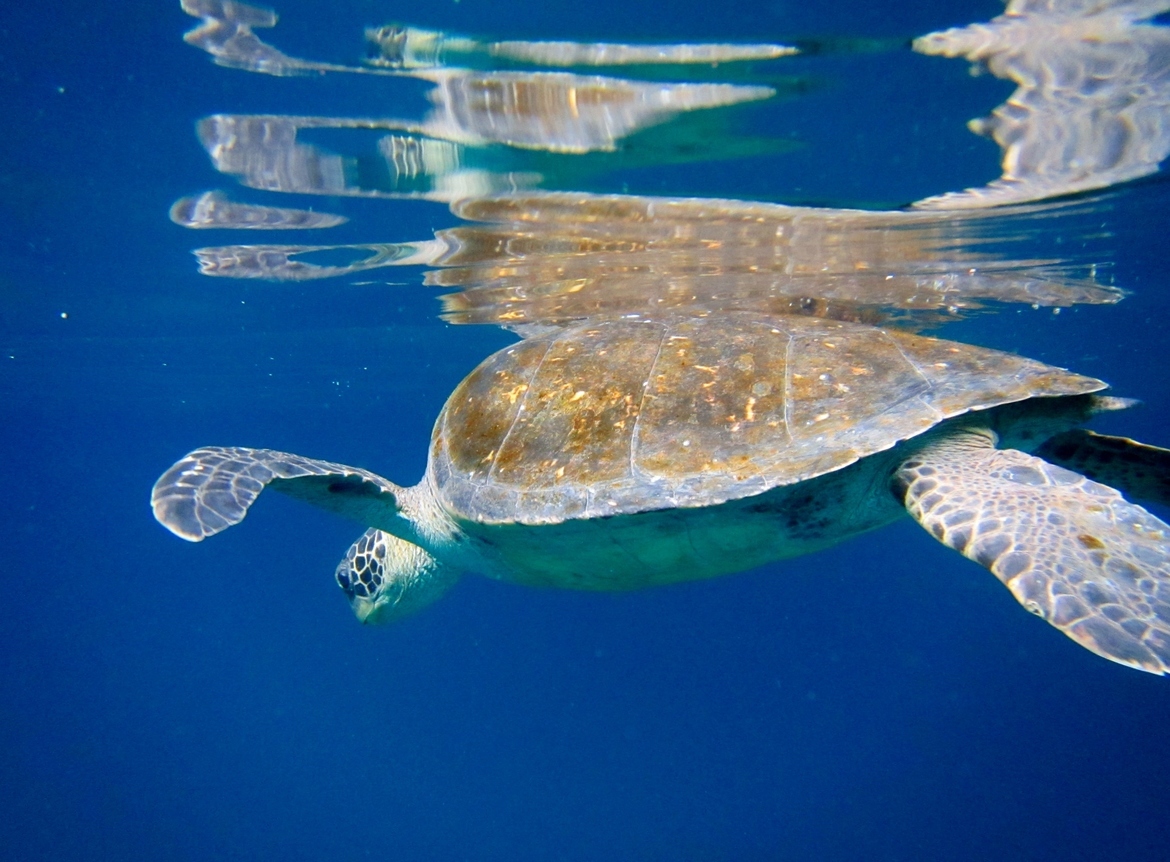 Green sea turtle, Galapagos, Ecuador