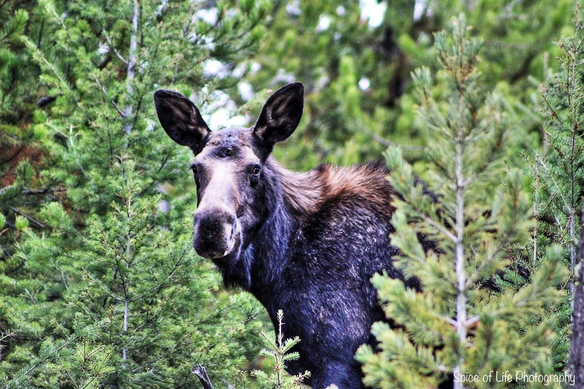 Moose, Lee Metcalf Wilderness, United States of America