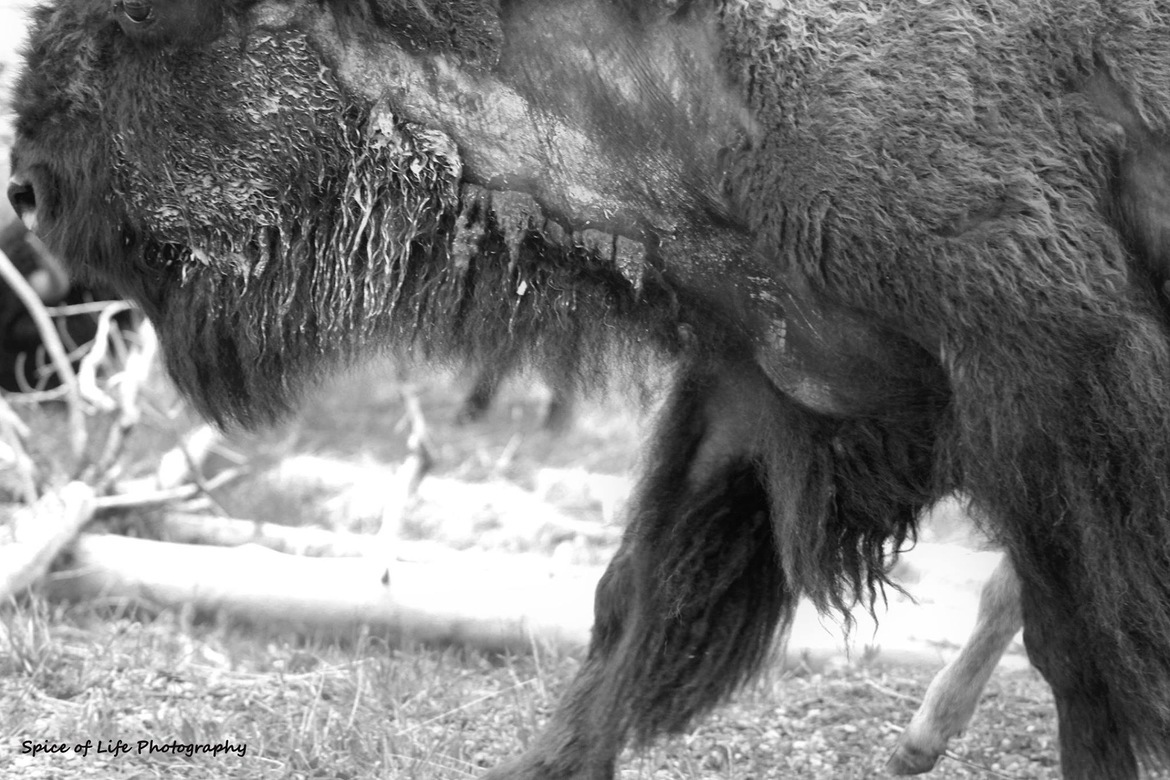 American Bison, Yellowstone National Park, United States of America