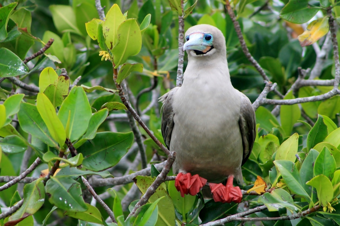Red Footed Booby, Galapagos, Ecuador