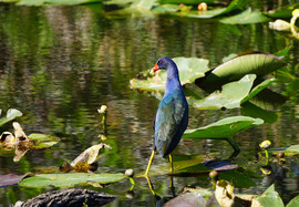 Grid purple gallinule