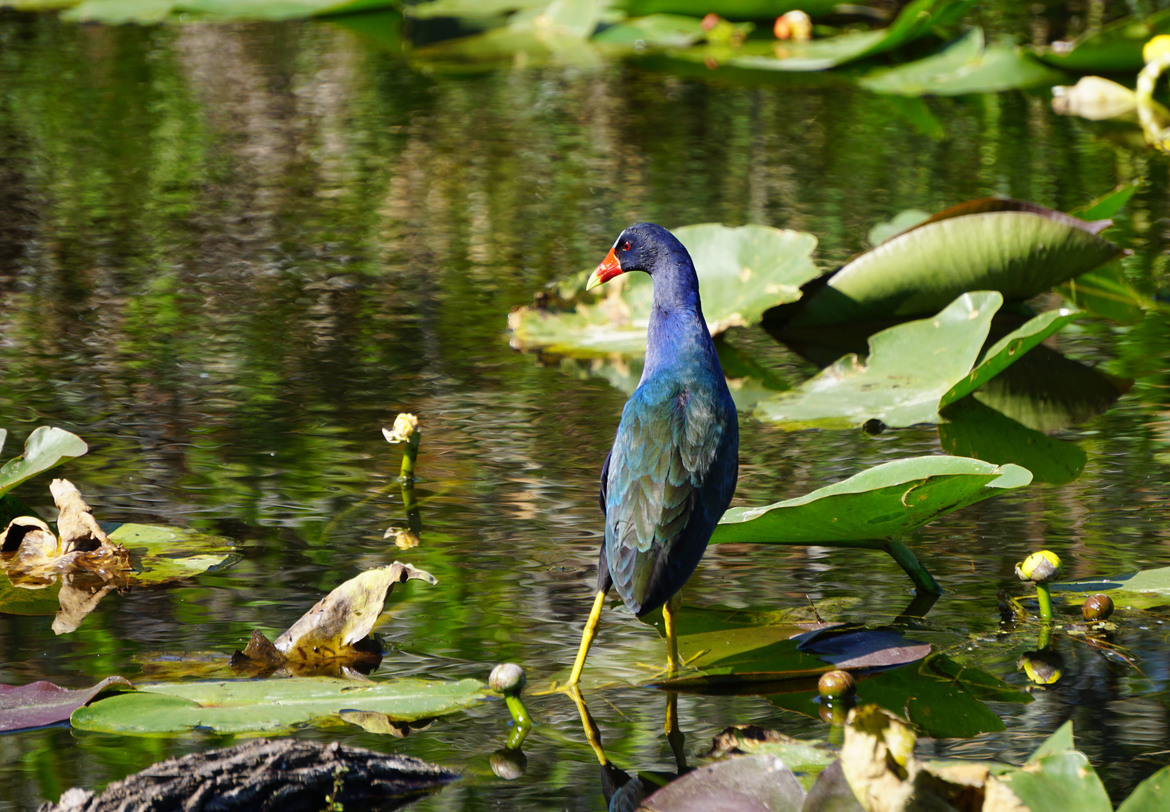 Purple Gallinule, Everglades National Park, United States of America