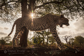 Grid streching and yawning  stephan olivier