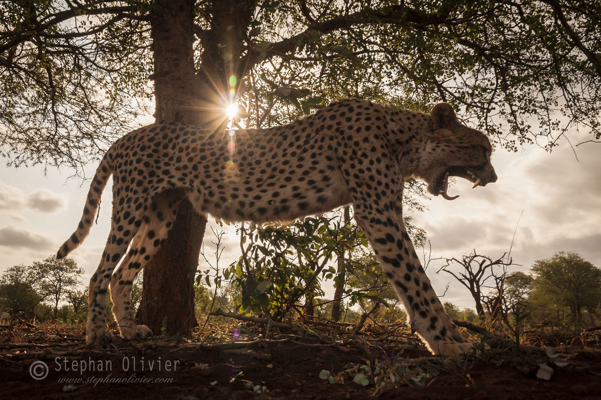 Cheetah-Acinonyx jubotus, Zimanga Game Reserve, South Africa