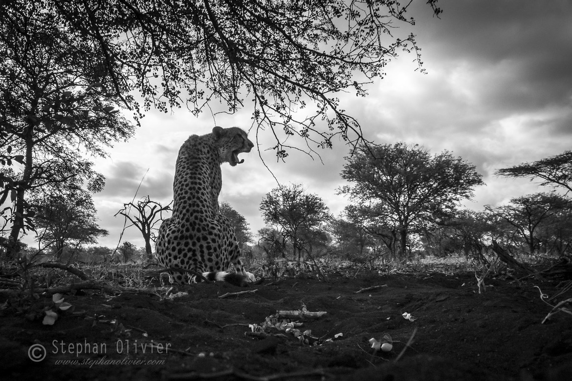 Cheetah- Acinonyx jubotus, Zimanga Game Reserve, South Africa