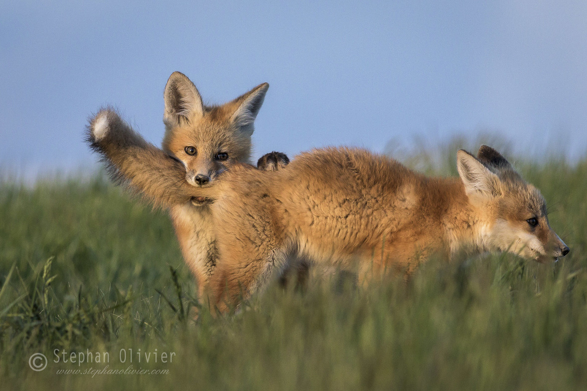 Red Fox- Vulpes vulpes, Swift Current area, Canada