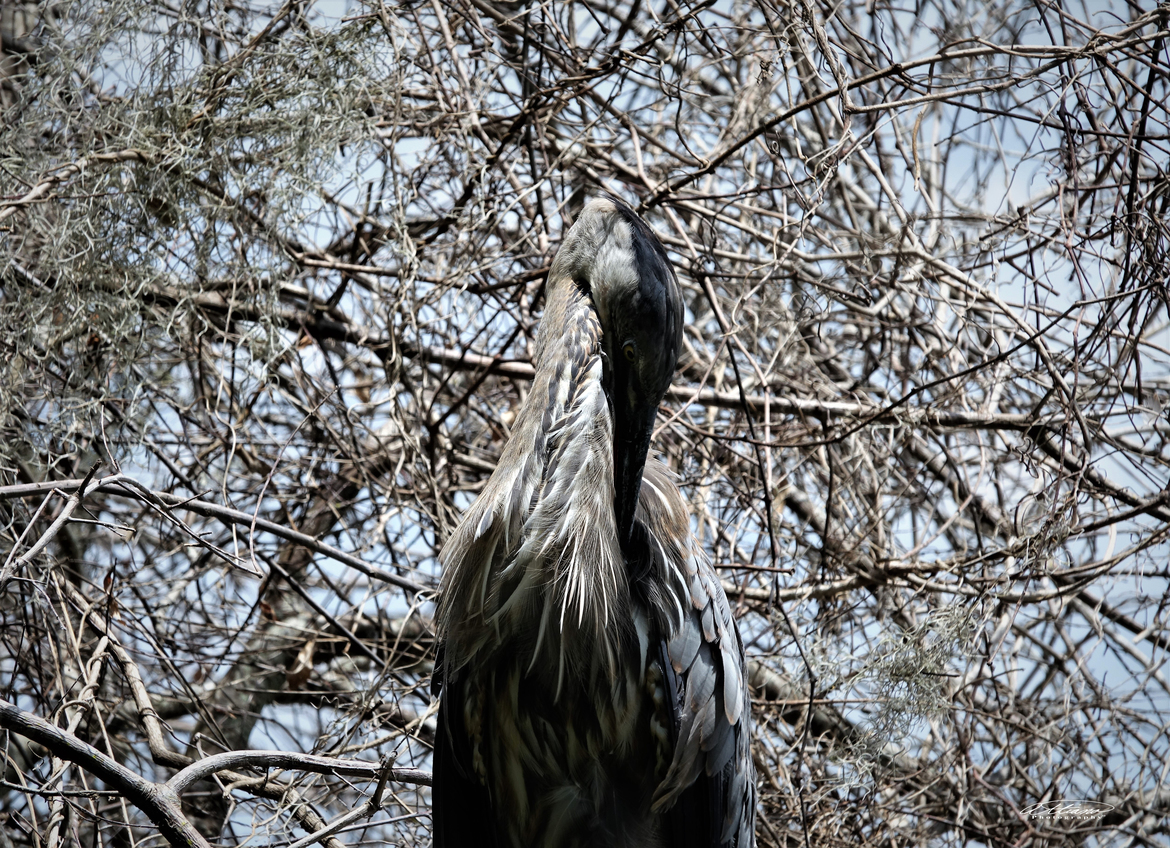 Great Blue Heron, Circle B Bar Reserve, Lakeland Florida, United States of America
