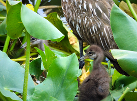 Grid limpkin babies9864  2 sig