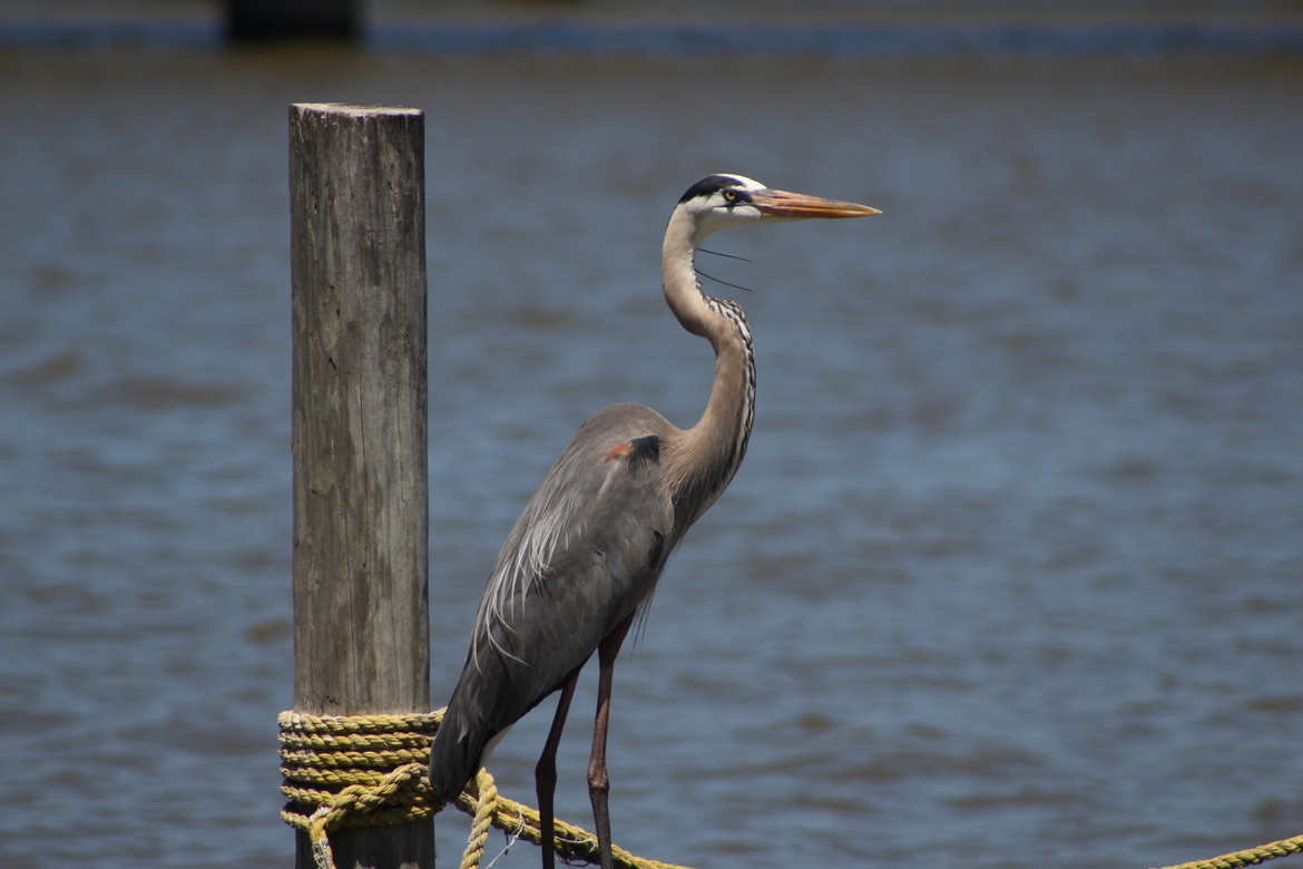 Blue Heron, South, United States of America