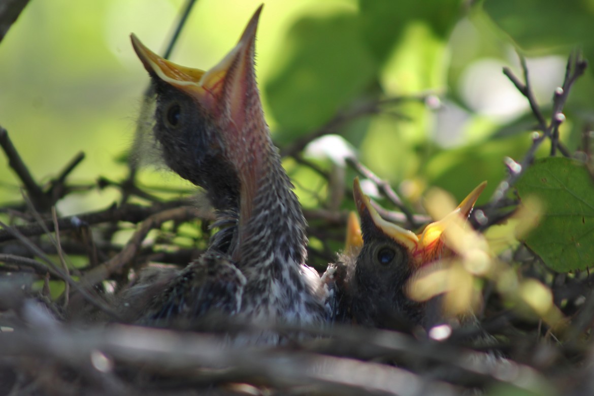 Mockingbird, South, United States of America