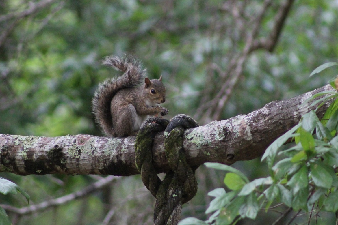 Squirrel, South, United States of America