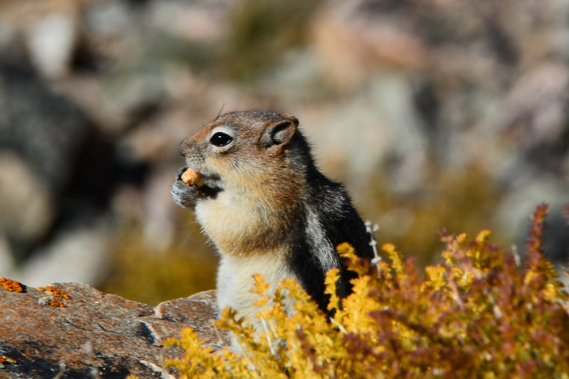 Ground Squirrel, Vista Point, Beartooth Highway, Montana, United States of America