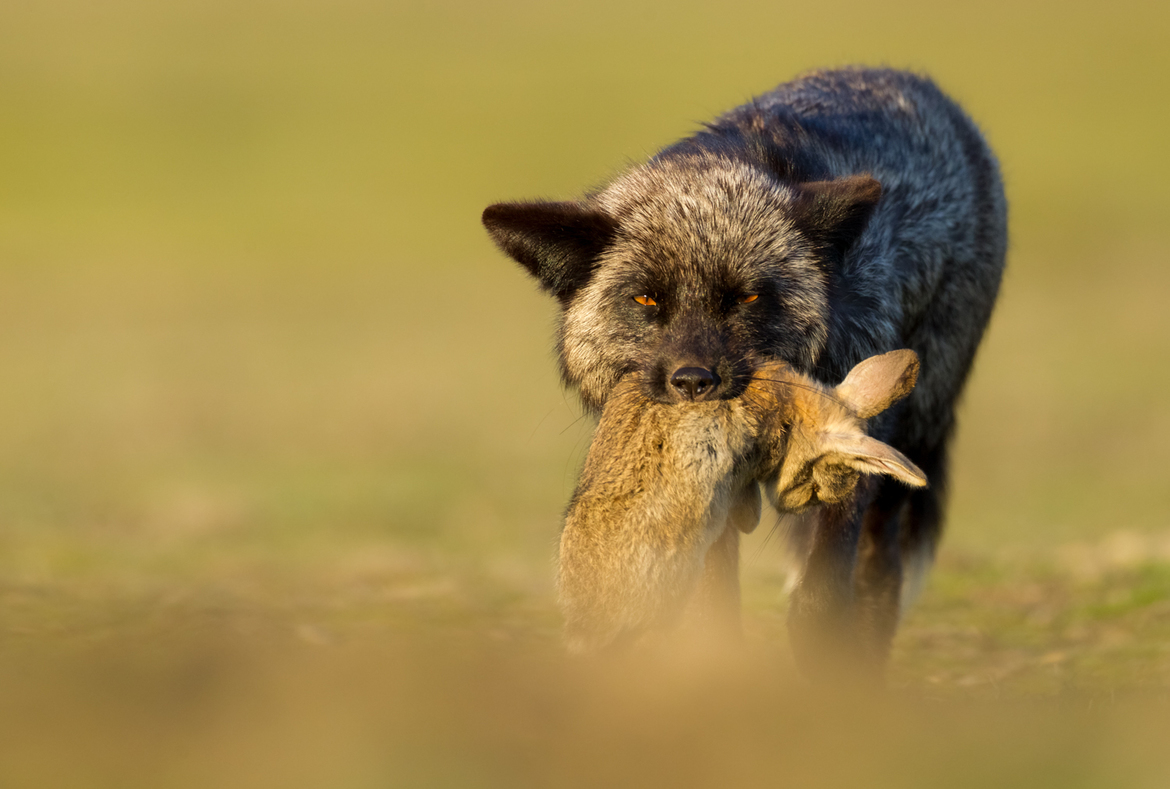 Red Fox, San Juan Island Chain, United States of America