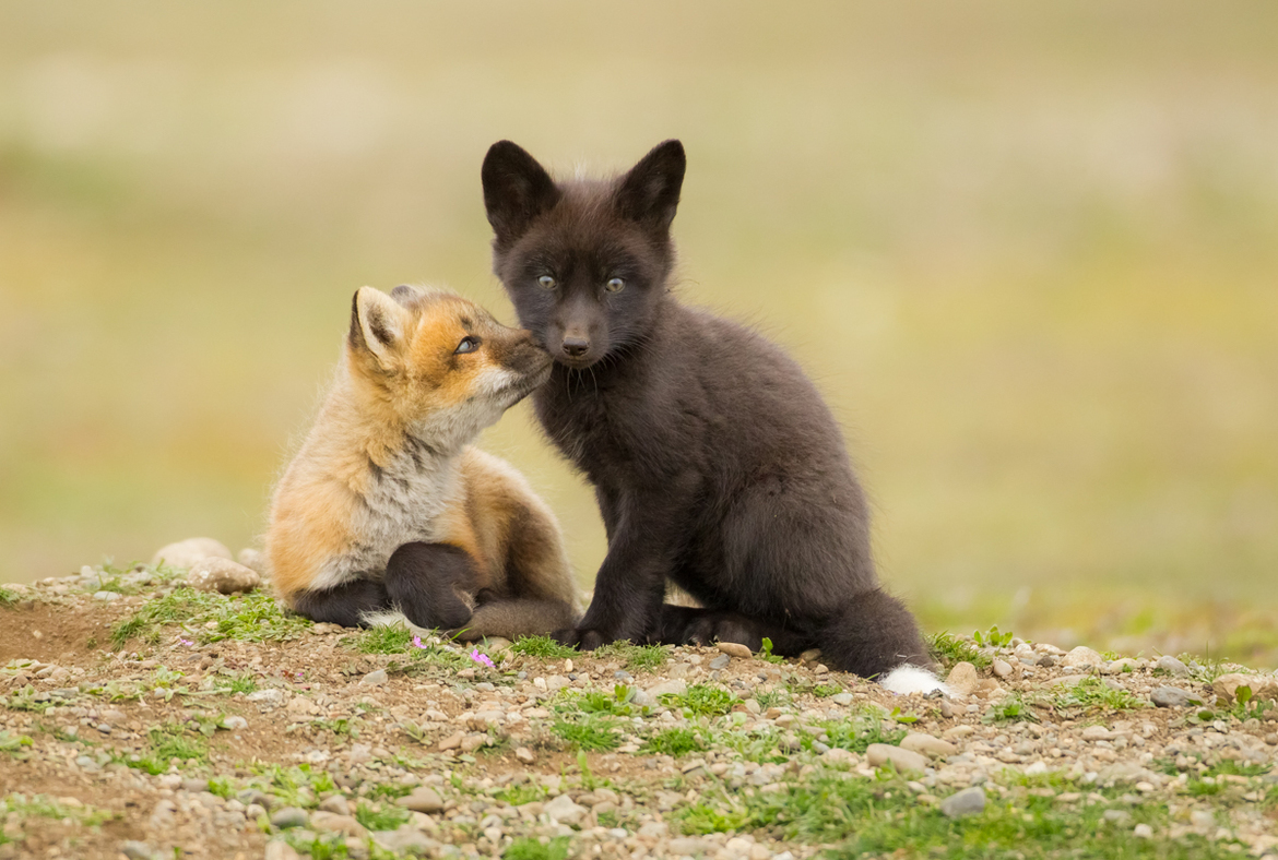 Red Fox, San Juan Island Chain, United States of America