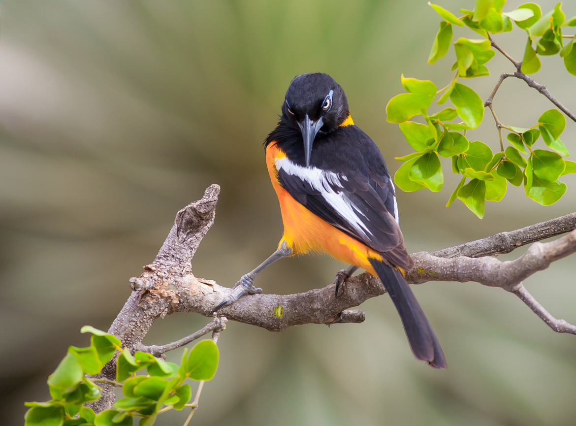 Venezuelan Troupial, Blue Bay Resort, Curaçao
