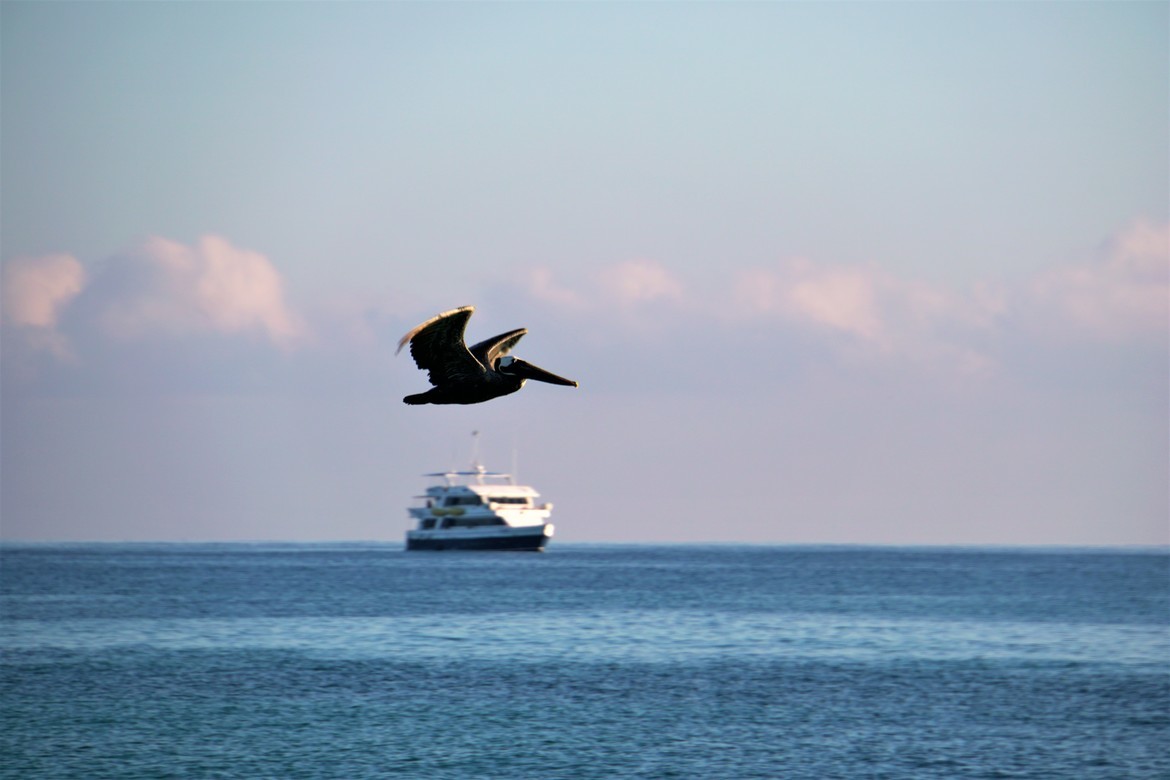 Bird / Pelican, Galapagos, Ecuador