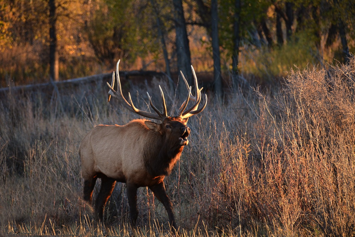 Bull Elk, Slippery Ann Reserve, Missouri Breaks, MT, United States of America