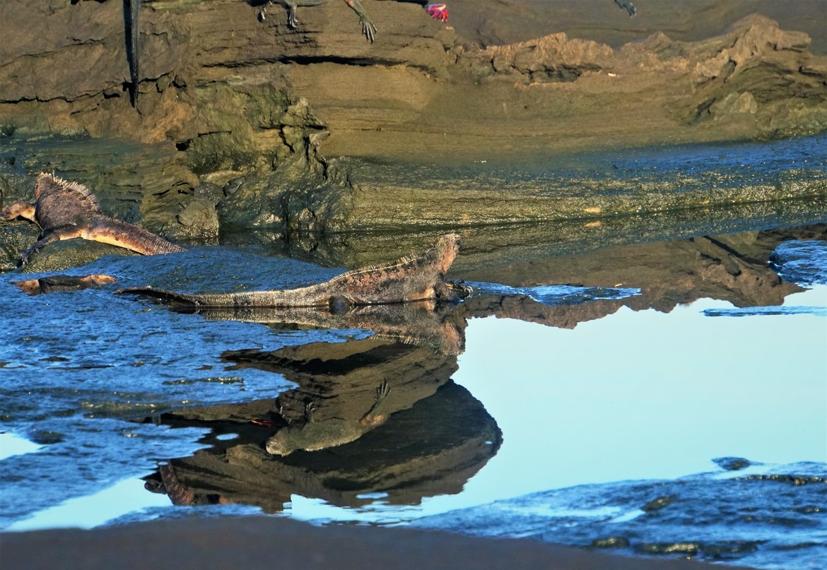 Reptile / Marine Iguana, Galapagos, Ecuador