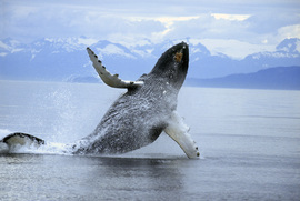 Grid humpback breaching se alaska