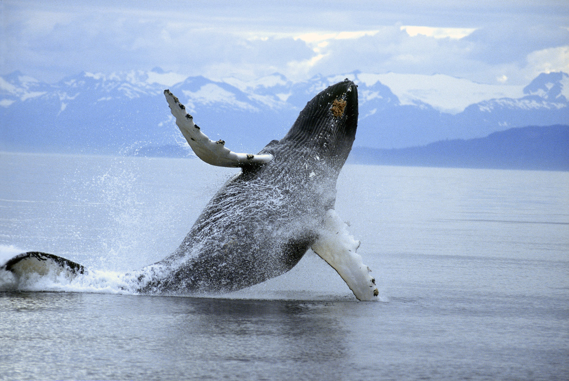 Humpback Whale, Frederick Sound Southeast Alaska, United States of America