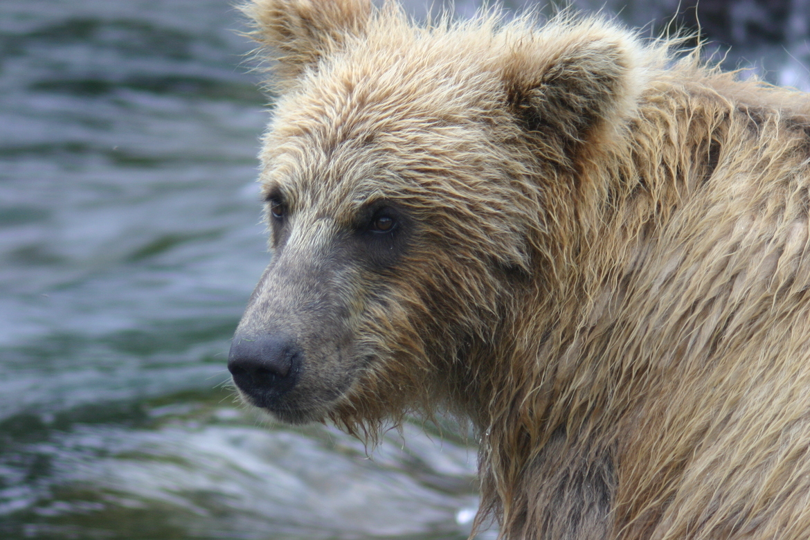 Brown Bear, Katmai N.P., United States of America