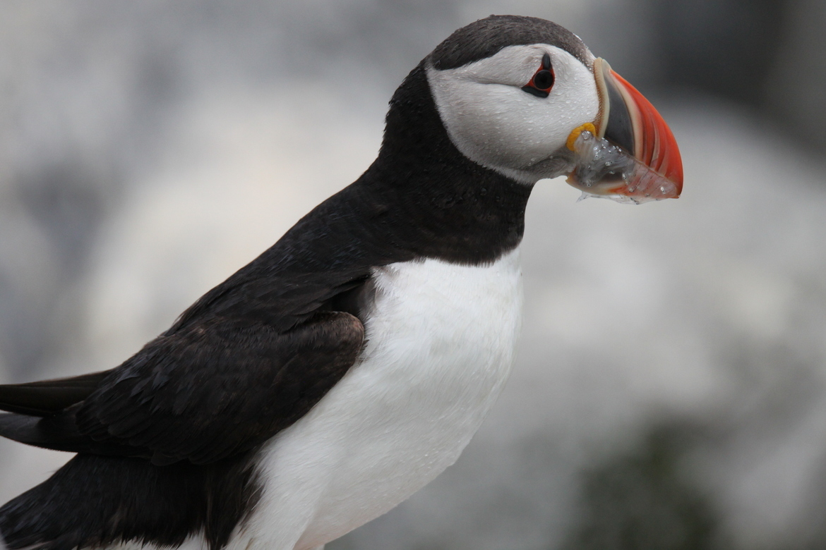 Atlantic Puffin, Machias Seal Island, Canada