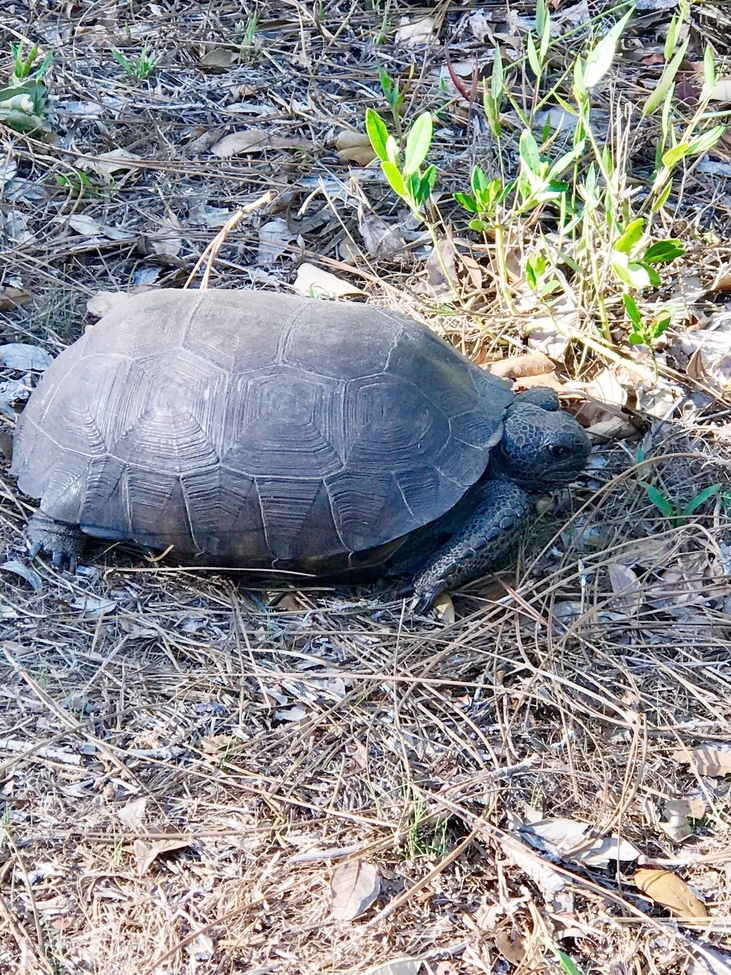 Turtle, Gator a creek Reserve, Lakeland, Florida, United States of America