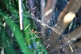 Grid img 3826