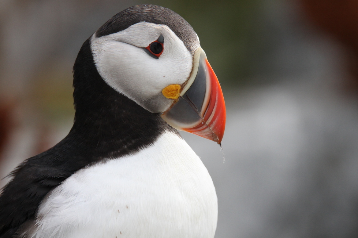 Atlantic Puffin, Machias Seal Island, Canada